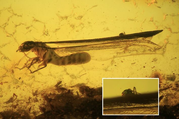Detailed Fossil Termite (Isoptera) In Baltic Amber #109464